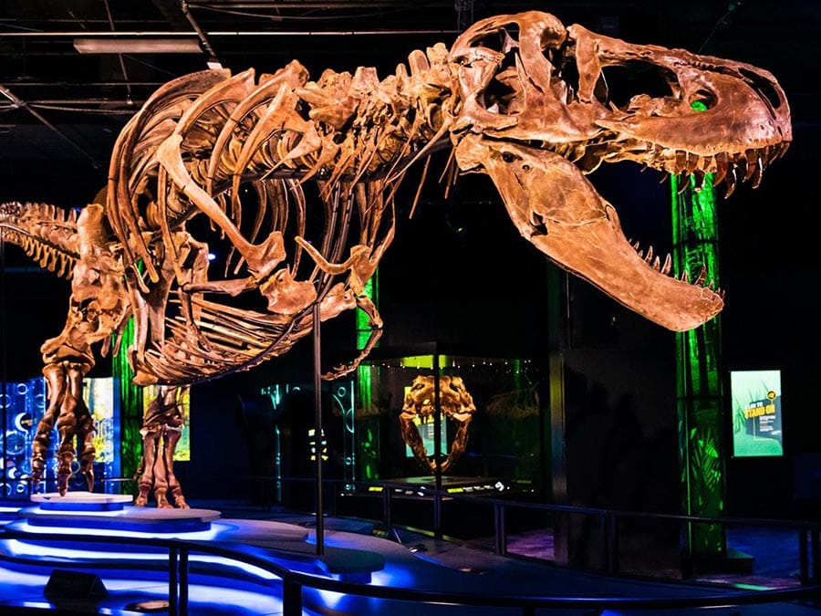 Victoria the T. rex 1 victoria skeleton